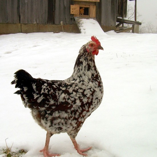 Observing the behavior of the flocks daily is important, as it will tell a lot about the birds needs and changes can be implemented in time to overcome excessive damage to the birds.
