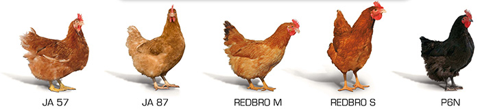 Hubbard Color PS female Poultry Breeding