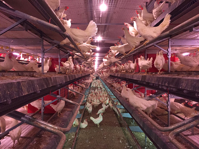 foto-cage-free