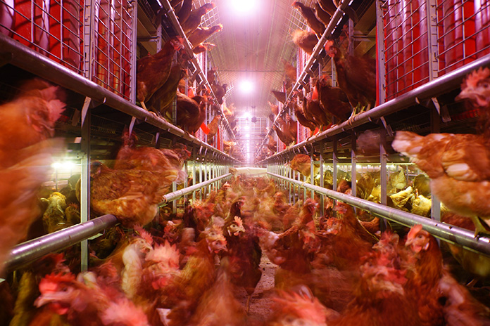 The alternative system for laying hens provides the possibility for hens to move throughout the entire system