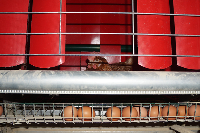 Every unit is equipped with a nest and a shutter to create natural conditions for the laying hens