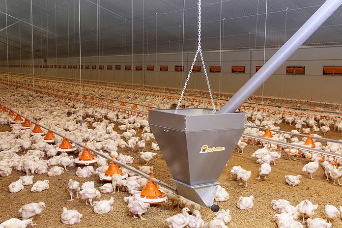 Big Dutchaman poultry feeding system