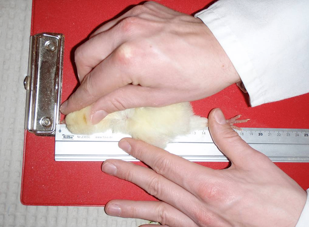 Measuring the length of a chick with a ruler