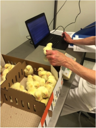Recording single chick weight at the hatchery