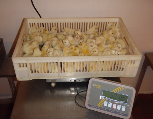 Weighing a certain number of chicks. Please don’t forget to subtract the weight of the hatcher basket before calculating the average chick weight.