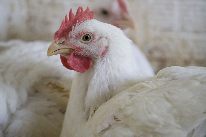 Meat Broilers©
