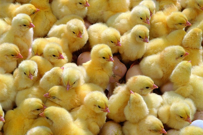Image result for hen chicks