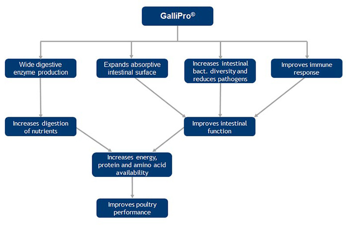 Figure 1. Comprehensive mode of action of GALLIPRO