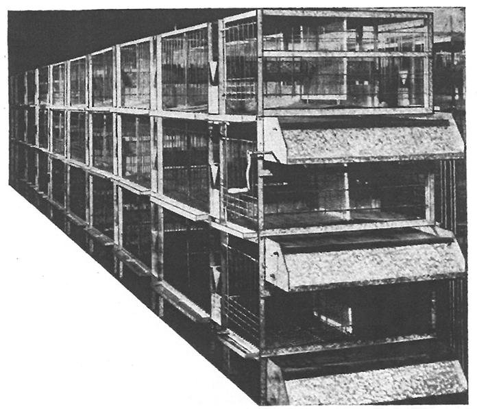 Figure 1 Cage battery (3 tiers; capacity 108 hens) with manure belt (about 1940) (Source: Arndt 1941, p. 316)