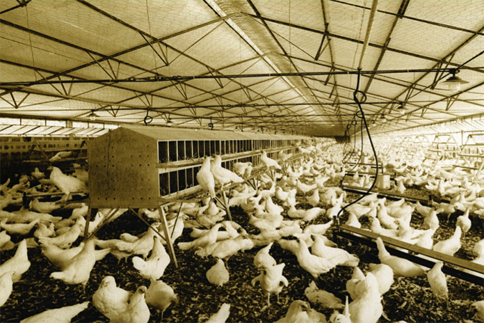 Figure 2 Barn system with automatic feed chain and linear watering lines (1955) (Source: WING photo collection)