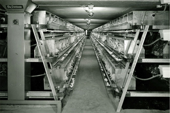 Figure 3 A-frame battery with deep pit manure storage (1960) (Source: WING photo collection)