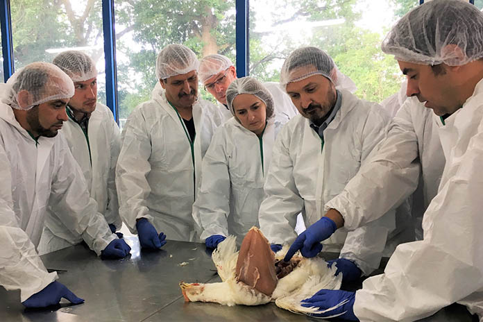 Hands-on training, from left: Muhammad Harshi, Y Brown, Marian Foltyn, Vodnanske Kure (part of Agrefert), Oren Lisha, Y.Brown, Philip Rastall, PD Hook, Adrienn Kari-Gabor, Babádi Baromfikeltető Kft, Andre Pizzabiocca, Cobb Europe, Jozsef Kari-Jun, Babádi Baromfikeltető Kft.