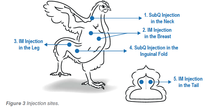 Poultry Vaccination And Schedule For Layers And Broilers Poultry Farm 