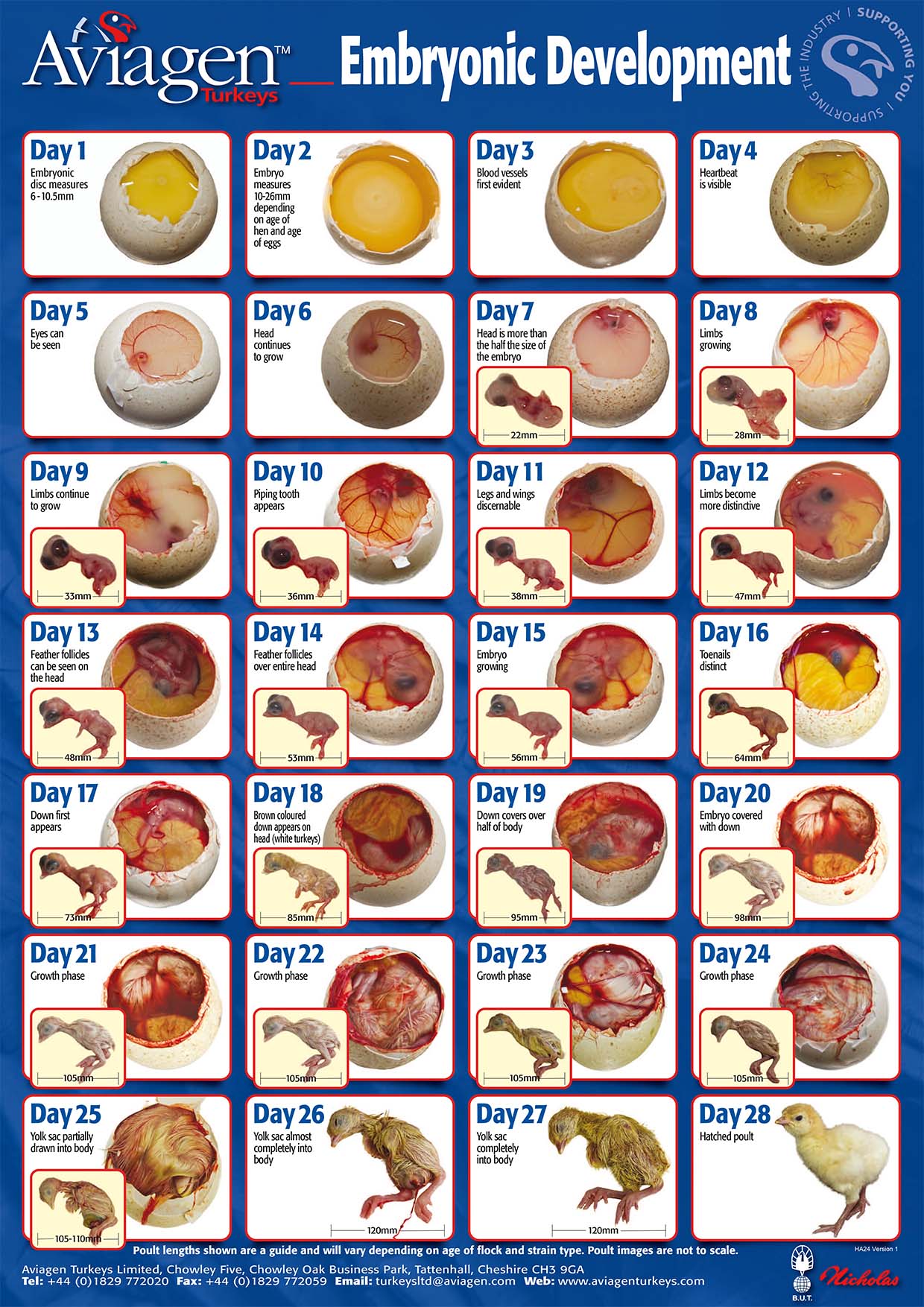 Egg Hatching Stages Egg Hatching Stages