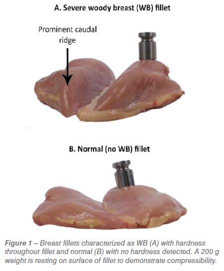 Woody Breast In The Poultry Meat Industry Zootecnica International