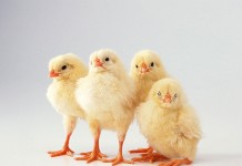 Aviagen President of International Business Bob Dobbie to Retire