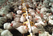 The new Roxell feeder designed for heavy weight broilers