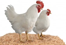 Cobb: 100 years of breeding