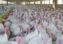 AZA INTERNATIONAL’s new products for poultry farming