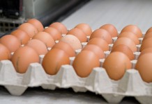 31st edition of the Australian Poultry Science Symposium – APSS