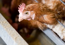 Latin American Broiler and Layer Production, Processing Issues of Primary Focus for Latin American Poultry Summit at 2020 IPPE