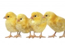 Jim McAdam, international man of poultry breeding