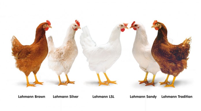 Lohmann Tierzucht layer genetics 696x385