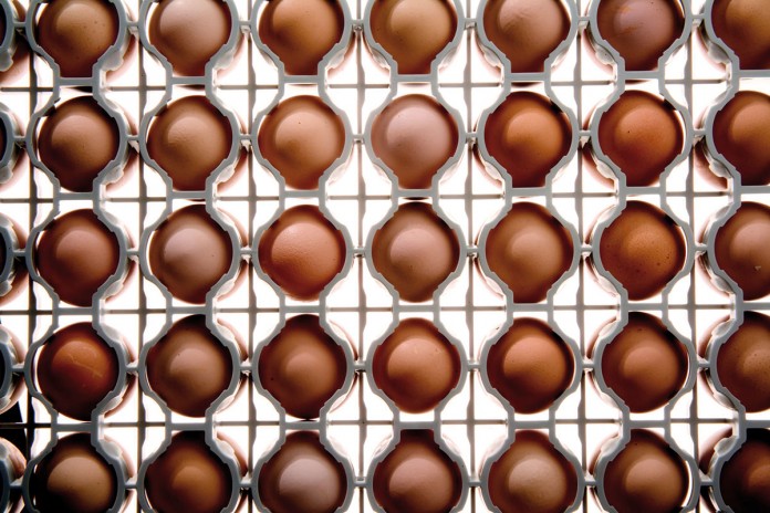 PAS-REFORM-hatching-eggs