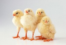 Baltic poultry producer keeps up trend of stellar performance