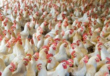 The Netherlands, the leading country in European egg and poultry meat