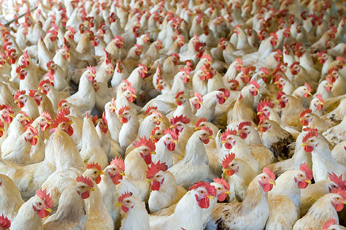 The Netherlands, the leading country in European egg and poultry meat