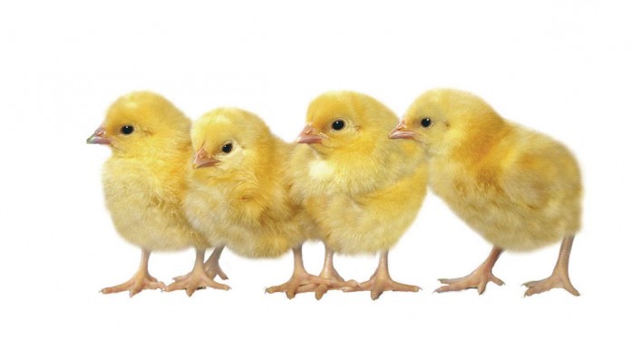 Jim-McAdam---Poultry-Breeding-Programme-Director-of-Aviagen