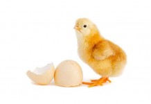 Hatchery waste management