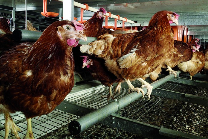 Monitoring And Prevention To Control Poultry Red Mite Dermanyssus