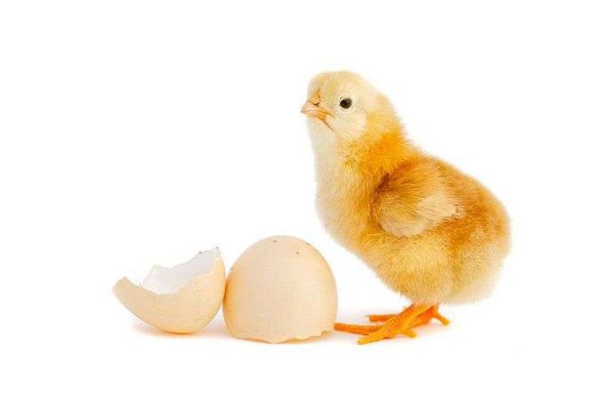 Hatchery Waste Management