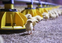 The first CoMeo Roxell feeder arrives in Italy