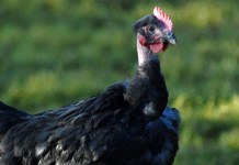 Sasso and Hendrix Genetics establishing a strategic alliance in colored broiler breeding