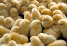 Evaluation of factors that affect susceptibility and control of reovirus-induced viral arthritis in broiler chickens