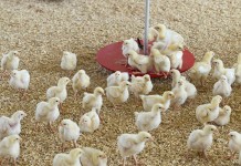 Review of different day-old chick quality parameters in layer type breeds – Part 2