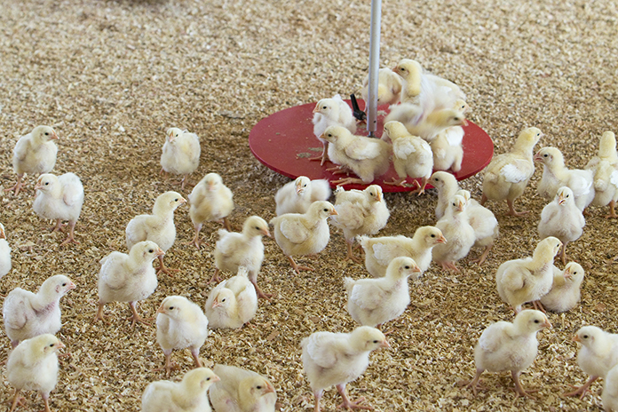 Review of different day-old chick quality parameters in layer type breeds – Part 2