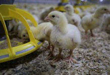 Roxell optimizes the well-known MiniMax broiler feeder