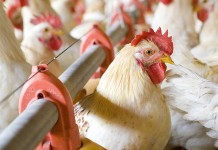 Avian Influenza outbreaks in Iowa layer farms and their economic impacts