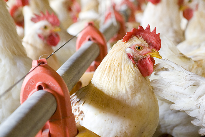 Avian Influenza outbreaks in Iowa layer farms and their economic impacts