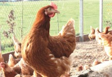 Sustainable egg production