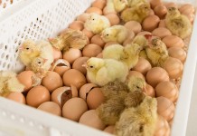 Chick quality monitoring and diagnostics