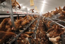 New aviary system AviaView by Jansen Poultry Equipment