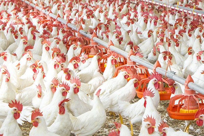 Improving energy costs and air quality in poultry farms ...