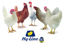 Meeting with Hy-Line International at EuroTier 2016