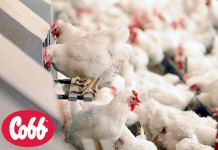 Cobb Europe names Matthew Wilson as Sales and Technical Director