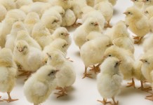 Understanding poultry lighting